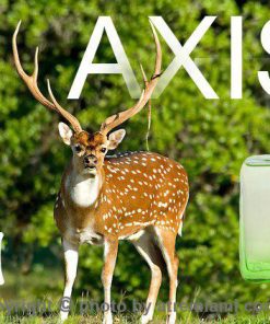 بهترین اکسیس وایلد مردانه اصل میامی